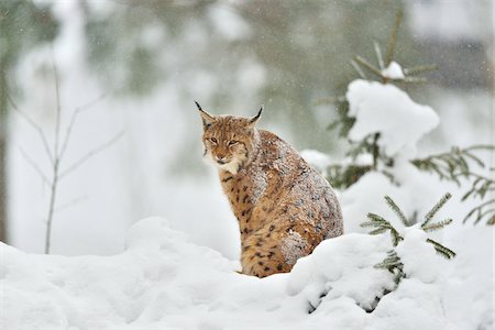 simsearch:700-01199476,k - Portrait of Eurasian Lynx (Lynx lynx) in Winter, Neuschonau, Bavarian Forest National Park, Bavaria, Germany Stock Photo - Rights-Managed, Code: 700-08639197