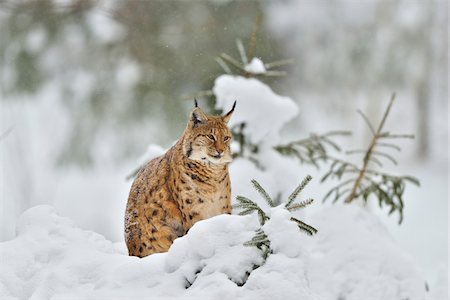 simsearch:700-01199476,k - Portrait of Eurasian Lynx (Lynx lynx) in Winter, Neuschonau, Bavarian Forest National Park, Bavaria, Germany Stock Photo - Rights-Managed, Code: 700-08639198