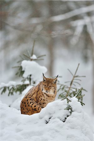 simsearch:700-01199476,k - Portrait of Eurasian Lynx (Lynx lynx) in Winter, Neuschonau, Bavarian Forest National Park, Bavaria, Germany Stock Photo - Rights-Managed, Code: 700-08639199