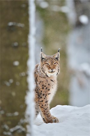 simsearch:700-01199476,k - Portrait of Eurasian Lynx (Lynx lynx) in Winter, Neuschonau, Bavarian Forest National Park, Bavaria, Germany Stock Photo - Rights-Managed, Code: 700-08639200