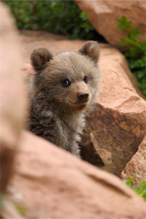 Portrait of Brown Bear Cub (Ursus arctos) in Rocks, Germany Foto de stock - Con derechos protegidos, Código: 700-08639216