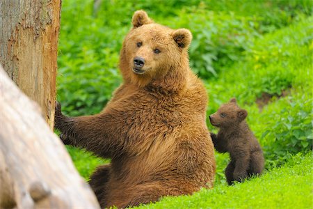Portrait of Brown Bear (Ursus arctos) Mother with Cub, Germany Stock Photo - Rights-Managed, Code: 700-08639224