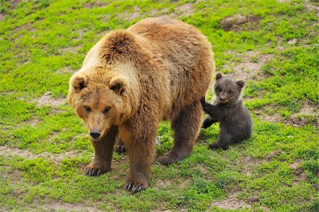 Portrait of Brown Bear (Ursus arctos) Mother with Cub, Germany Stock Photo - Rights-Managed, Code: 700-08639220