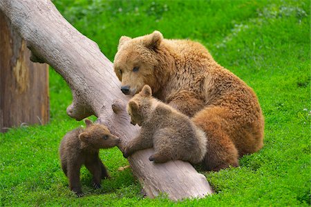 Portrait of Brown Bear (Ursus arctos) Mother with Cubs, Germany Stock Photo - Rights-Managed, Code: 700-08639222