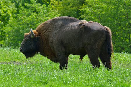 Portrait of Wisent (Bison bonasus) Bull in Spring, Germany Stock Photo - Rights-Managed, Code: 700-08639234