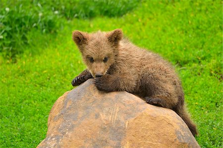 Portrait of Brown Bear Cub (Ursus arctos) on Top of Rock, Germany Stock Photo - Rights-Managed, Code: 700-08639230