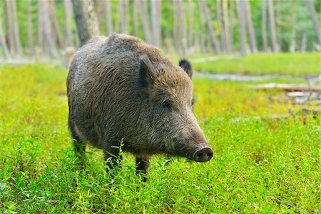 suidae - Portrait of Wild Boar (Sus scrofa) in Forest, Hesse, Germany Stock Photo - Rights-Managed, Code: 700-08639242