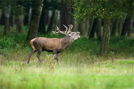 Portrait of Red Deer (Cervus elaphus) Calling during Rutting Season, Hesse, Germany Stock Photo - Rights-Managed, Code: 700-08639254