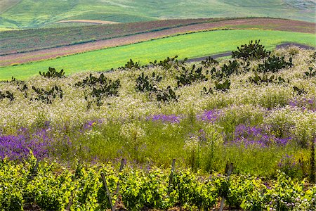 Farmland with crops of grapevines, wildflowers and prickly pear cactus near Calatafimi-Segesta in the Province of Trapani in Sicily, Italy Photographie de stock - Rights-Managed, Code: 700-08701960