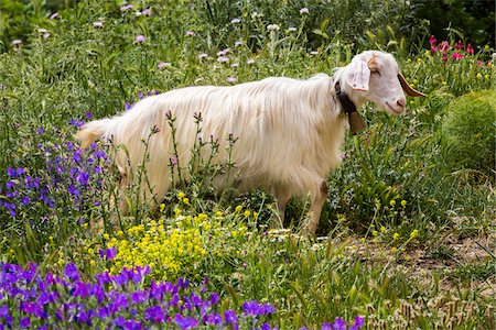 Goat in Meadow near Palazzo Adriano, Sicily, Italy Stock Photo - Rights-Managed, Code: 700-08701995