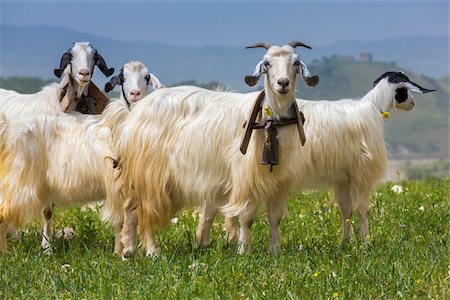 Goats in Meadow near Palazzo Adriano, Sicily, Italy Stock Photo - Rights-Managed, Code: 700-08701996