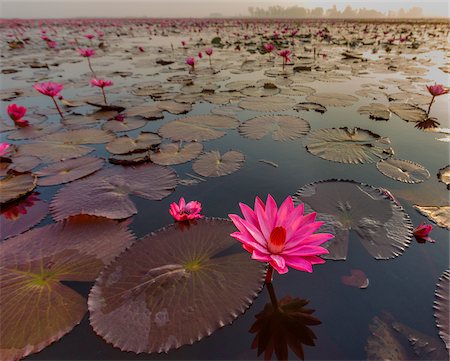 fuchsia - Pink water lily lake in Kumphawapi District, Thailand Stock Photo - Rights-Managed, Code: 700-08743682