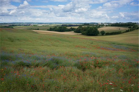 pictures of red flowers in fields - typical scenery of Norman counrtyside at spring , with poppies in field, France Stock Photo - Rights-Managed, Code: 700-08765568