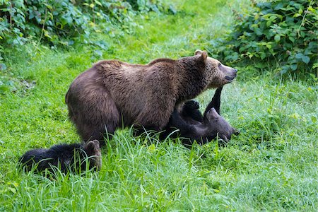 simsearch:700-03451226,k - European Brown Bear (Ursus arctos) Mother with Cubs, Bavaria, Germany Stock Photo - Rights-Managed, Code: 700-08842605