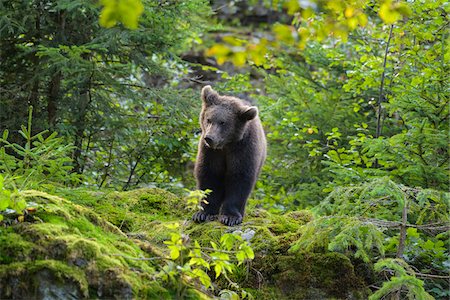 predator - European Brown Bear Cub (Ursus arctos) in Forest, Bavaria, Germany Stock Photo - Rights-Managed, Code: 700-08842607