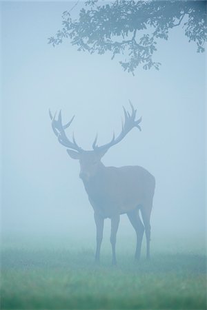 rutting period - Male, red deer (Cervus elaphus) standing in a field in the morning mist during rutting season in Europe Stock Photo - Rights-Managed, Code: 700-08916157