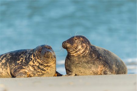 simsearch:700-08542801,k - Portrait of two grey seals (Halichoerus grypus) lying on the beach at the North Sea during mating season in Europe Stock Photo - Rights-Managed, Code: 700-08916166