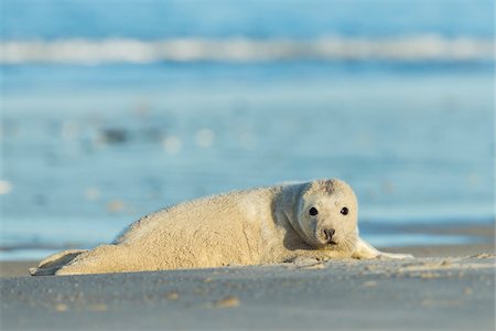 pinnipedia - Portrait of grey seal pup (Halichoerus grypus) lying on beach after a sandstorm, North Sea in Europe Photographie de stock - Rights-Managed, Code: 700-08916168