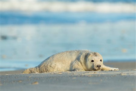 pinnipedia - Grey seal pup (Halichoerus grypus) lying on beach after a sandstorm, North Sea in Europe Photographie de stock - Rights-Managed, Code: 700-08916169