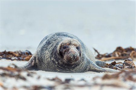 Portrait of male, grey seal (Halichoerus grypus) lying on beach and looking at camera in Europe Stock Photo - Rights-Managed, Code: 700-08916162