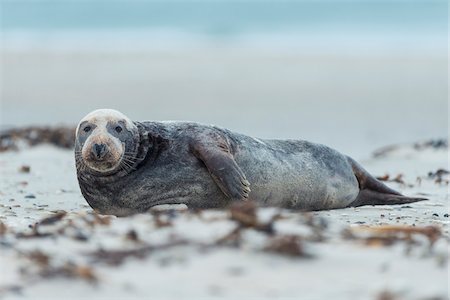 simsearch:700-08542801,k - Portrait of male, grey seal (Halichoerus grypus) lying on his side on beach in Europe Stock Photo - Rights-Managed, Code: 700-08916163