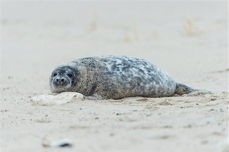 simsearch:700-08542801,k - Portrait of a grey seal (Halichoerus grypus) on a sandy beach in Europe Stock Photo - Rights-Managed, Code: 700-08916174