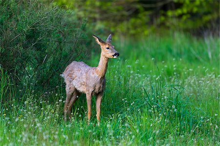 simsearch:700-03665635,k - Watchful roe deer (Capreolus capreolus) standing in grassy field, Germany Stock Photo - Rights-Managed, Code: 700-08916179