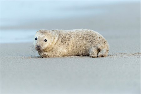 simsearch:700-08542801,k - Portrait of grey seal pup (Halichoerus grypus) lying on the beach after a sandstorm, North Sea in Europe Stock Photo - Rights-Managed, Code: 700-08916171