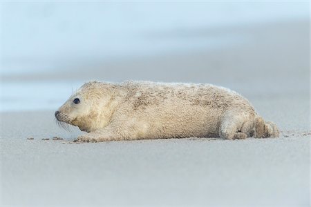 simsearch:700-08542801,k - Profile of a grey seal pup (Halichoerus grypus) lying on his side on the beach after a sandstorm, North Sea in Europe Stock Photo - Rights-Managed, Code: 700-08916172