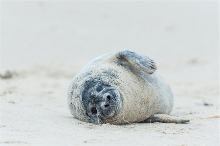 Portrait of a grey seal (Halichoerus grypus) lying on sandy beach in Europe Stock Photo - Rights-Managed, Code: 700-08916173