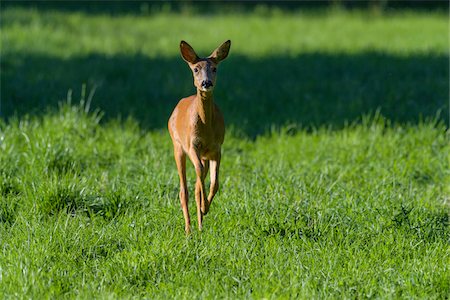 Female roe deer (Capreolus capreolus) looking at camera and running in grassy field in summer, Germany Stock Photo - Rights-Managed, Code: 700-08916187