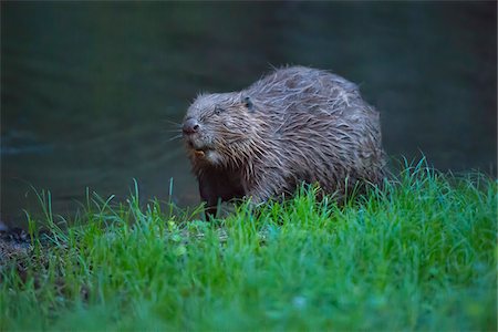 simsearch:700-08542801,k - Portrait of a European beaver (Castor fiber) at water's edge in the Spessart Mountains in Bavaria, Germany Stock Photo - Rights-Managed, Code: 700-08916191