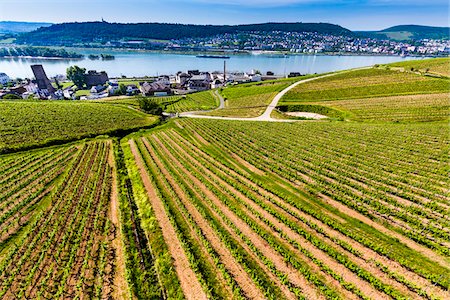 simsearch:700-07498128,k - Rows of grapevines in fields of vineyards at Rudesheim in the Rhine Valley with views to the Rhine River, Germany Stock Photo - Rights-Managed, Code: 700-08973586