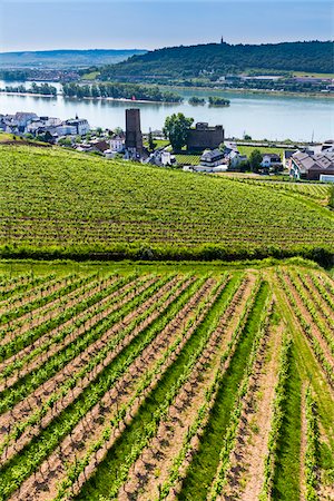 simsearch:700-00050296,k - Rows of grapevines in fields of vineyards at Rudesheim in the Rhine Valley with views to the Rhine River, Germany Stock Photo - Rights-Managed, Code: 700-08973590