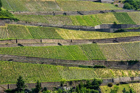 simsearch:6118-07440901,k - Overview of the vinyards at Trechtingshausen along the Rhine between Rudesheim and Koblenz, Germany Stock Photo - Rights-Managed, Code: 700-08973605