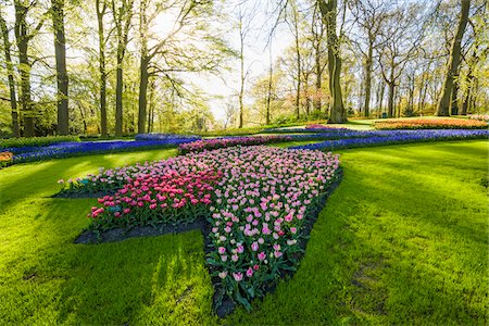 Colorful shaped flowerbeds in spring at the Keukenhof Gardens in Lisse, South Holland in the Netherlands Photographie de stock - Rights-Managed, Code: 700-09013835