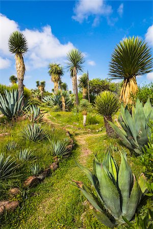 simsearch:600-03446089,k - Vareity of plants and trees at the Botanic Gardens (Charco Del Ingenio) near San Miguel de Allende, Mexico Foto de stock - Con derechos protegidos, Código: 700-09088205