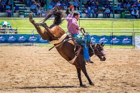 Bucking bronco rider at the Warwick Rodeo in Warwick, Queensland, Australia Photographie de stock - Rights-Managed, Code: 700-09088216