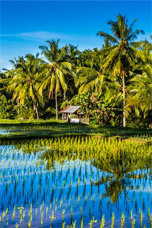 simsearch:841-03672349,k - Reflections in water of a rice field with plam trees and worker's hut in Ubud District in Gianyar, Bali, Indonesia Stock Photo - Rights-Managed, Code: 700-09134664