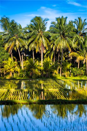 simsearch:841-03672349,k - Reflections and shadows on the water of a rice field with palm trees in Ubud District in Gianyar, Bali, Indonesia Stock Photo - Rights-Managed, Code: 700-09134665