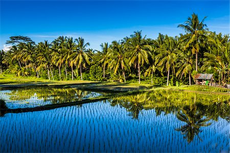 Sunlit palm trees reflected in the shaded water of a rice field in Ubud District in Gianyar, Bali, Indonesia Foto de stock - Con derechos protegidos, Código: 700-09134668