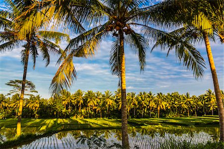 simsearch:700-00057322,k - Looking through palm trees at rice field in Ubud District in Gianyar, Bali, Indonesia Stock Photo - Rights-Managed, Code: 700-09134669