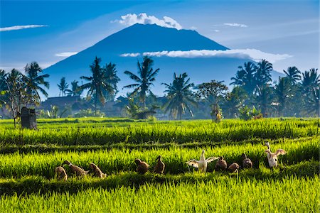 southeast asian - Ducks in rice field with Mount Agung in the background in Ubud District in Gianyar, Bali, Indonesia Stock Photo - Rights-Managed, Code: 700-09134663