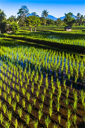 simsearch:700-01954895,k - Scenic overview of sunlit rice field with young sprouts in Ubud District in Gianyar, Bali, Indonesia Stock Photo - Rights-Managed, Code: 700-09134677