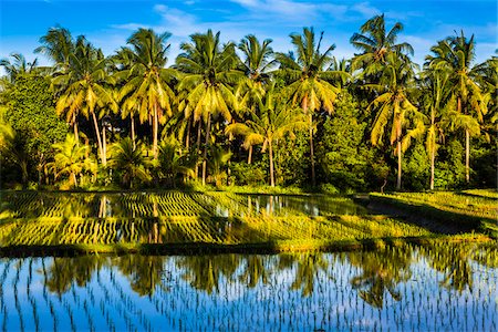 southeast asian - Sunlit palm trees reflected in the water of a shaded rice field in Ubud District in Gianyar, Bali, Indonesia Photographie de stock - Rights-Managed, Code: 700-09134670