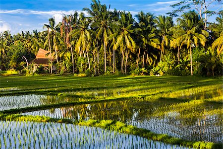 simsearch:841-03672349,k - Dappled sunlight over a rice field with thatched hut and palm trees in Ubud District in Gianyar, Bali, Indonesia Stock Photo - Rights-Managed, Code: 700-09134672
