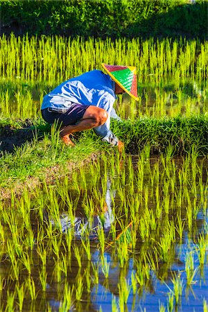 security costume - Balinese farmer tending to the grassy dividers in a rice field in Ubud District in Gianyar, Bali, Indonesia Stock Photo - Rights-Managed, Code: 700-09134687