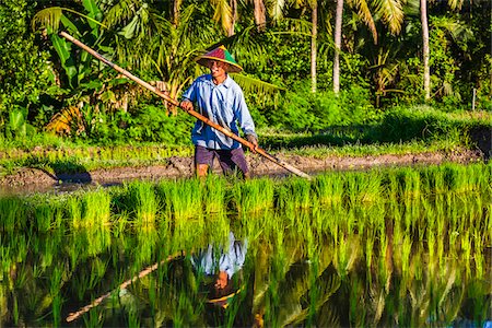 farmer looking into the distance - Balinese farmer with wooden tool tending to rice field in Ubud District in Gianyar, Bali, Indonesia Stock Photo - Rights-Managed, Code: 700-09134689