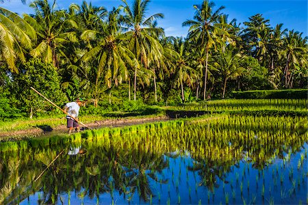 rural indonesia - Balinese farmer with wooden tool tending to rice field in Ubud District in Gianyar, Bali, Indonesia Stock Photo - Rights-Managed, Code: 700-09134690