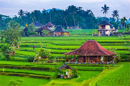 simsearch:700-01954895,k - Scenic overview of rice fields with worker huts and homes in Ubud District in Gianyar, Bali, Indonesia Stock Photo - Rights-Managed, Code: 700-09134700